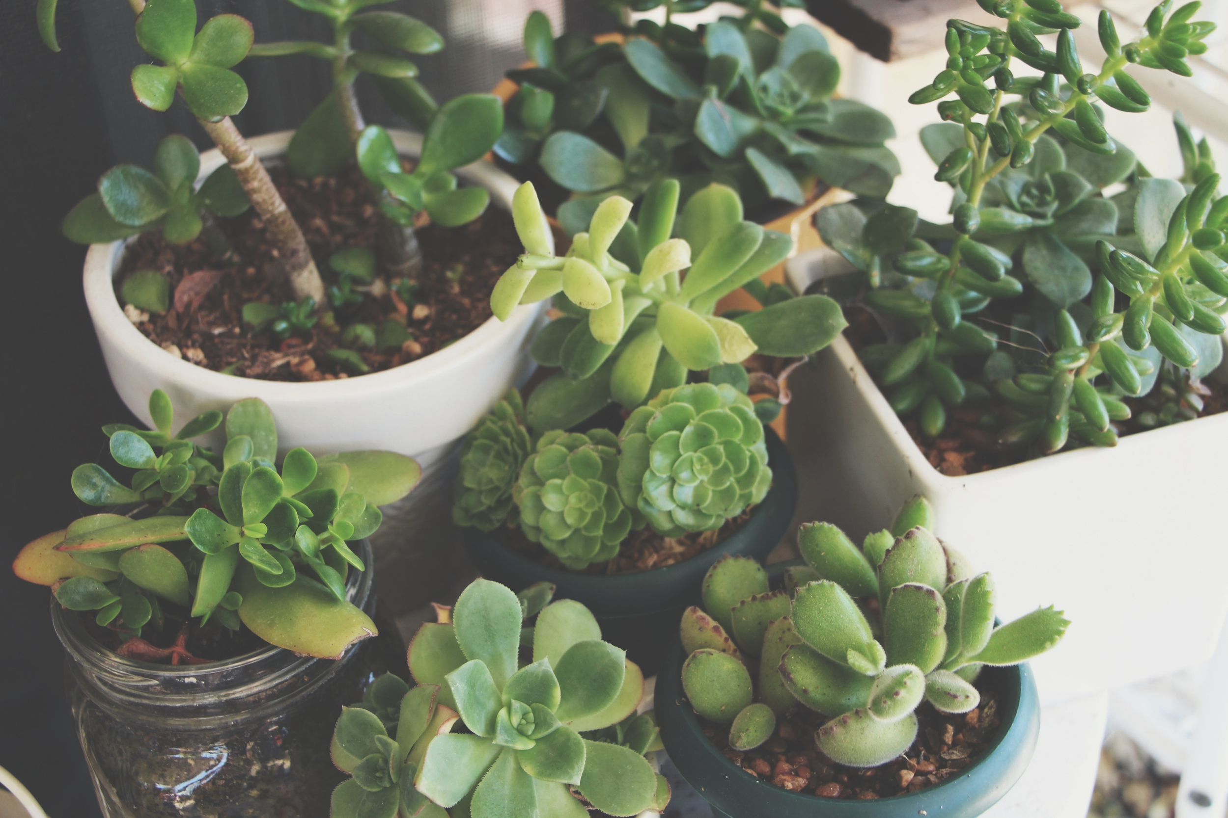 green succulents via needles + leaves